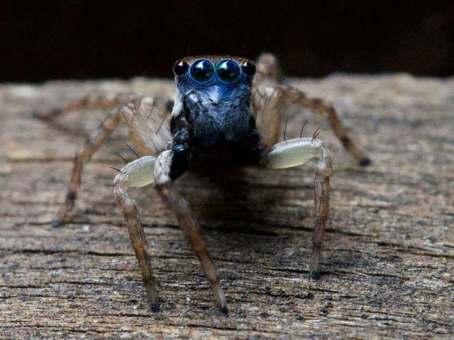 Loài nhện này chưa từng được biết đến trước đó.