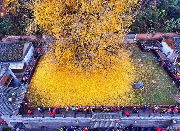 Màu vàng nổi bật của lá cây khiến nhiều du khách thích thú.