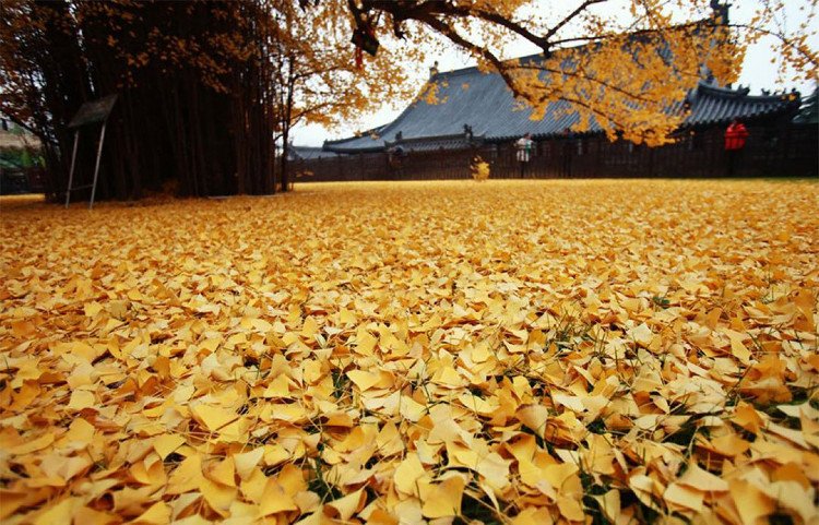 Đến mùa thu, lá cây chuyển thành màu vàng rực rỡ và bắt đầu rụng từ giữa tháng 11