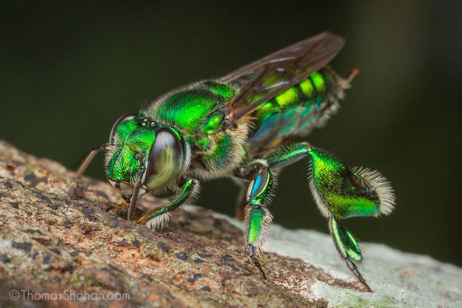 Kỳ lạ loài ong viên ngọc sống không bao giờ tạo mật - Ảnh 1.